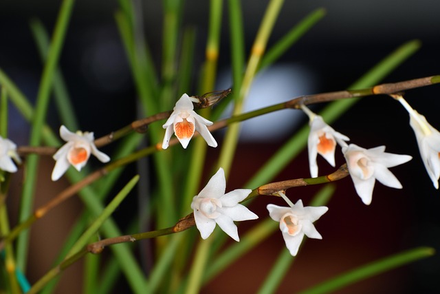 Dendrobium, Orchideeën, Bloemen