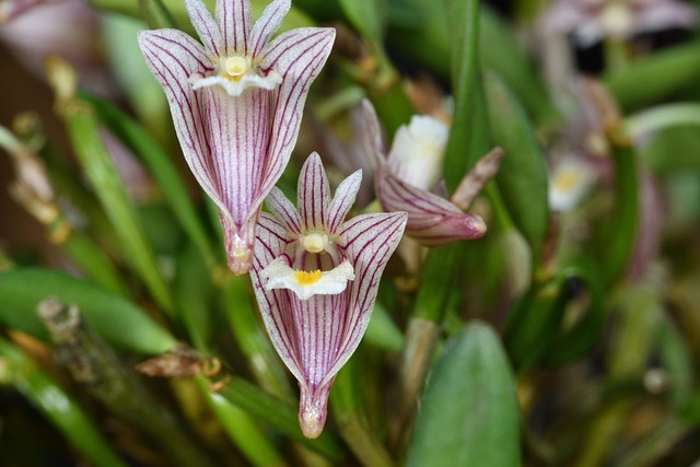 Dendrobium, Orchideeën, Bloemen