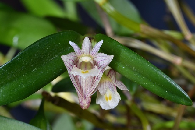 Dendrobium, Orchideeën, Bloemen