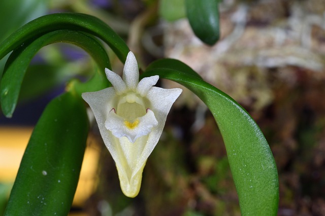 Dendrobium, Orchidee, Bloem, Plantkunde