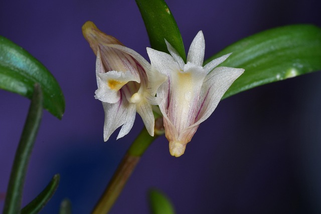 Orchideeën, Bloem Achtergrond, Bloemen