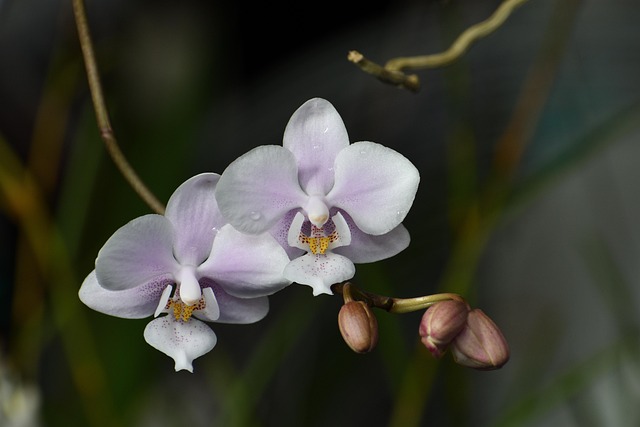 Vlinder Orchideeën, Bloemen, Orchideeën