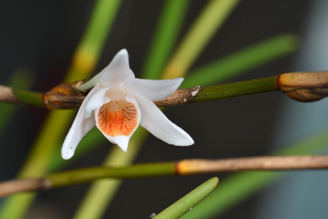Orchidee, Mooie Bloemen, Bloem