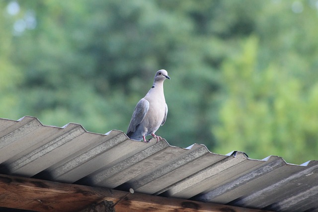 Fugl, Turteldue, Due, Tag, Natur