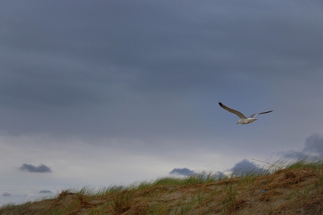 Free Gull Flying photo and picture