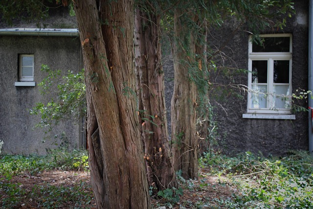 Free Trees Forest photo and picture
