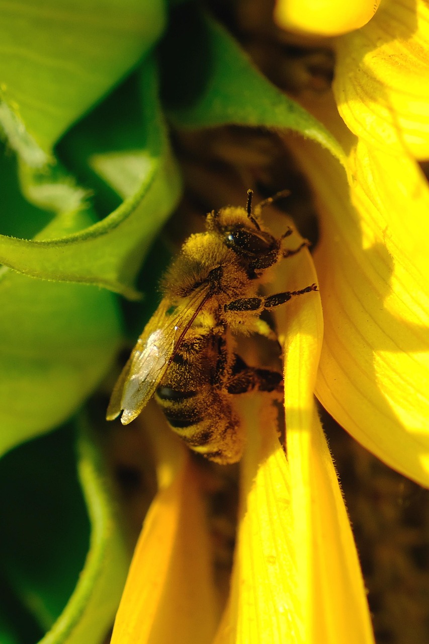 Bee Petal Flower Free photo on Pixabay Pixabay