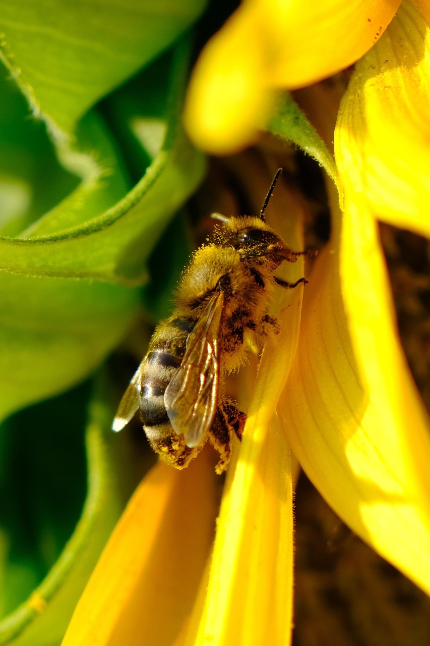 Bee Petal Flower Free photo on Pixabay Pixabay