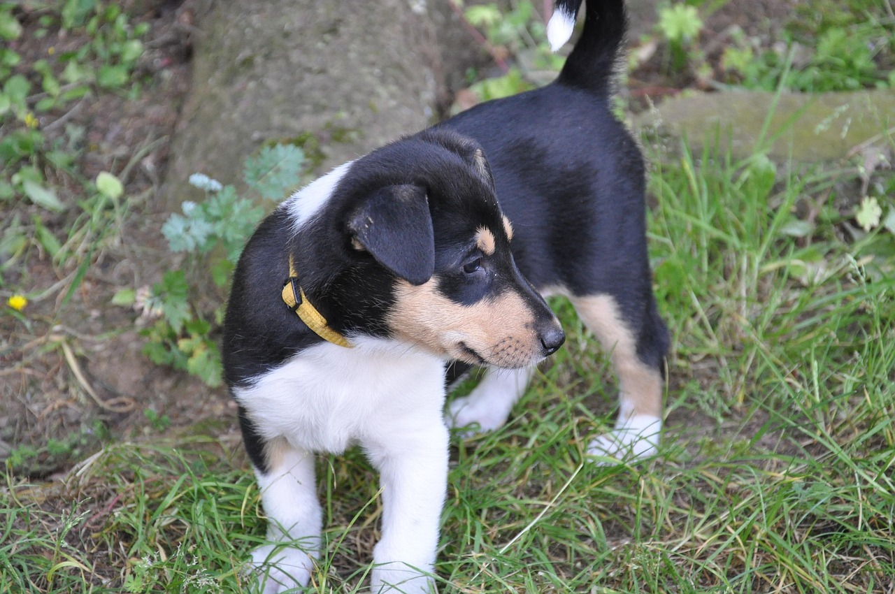 Dog Welbe Collie Small - Free photo on Pixabay - Pixabay