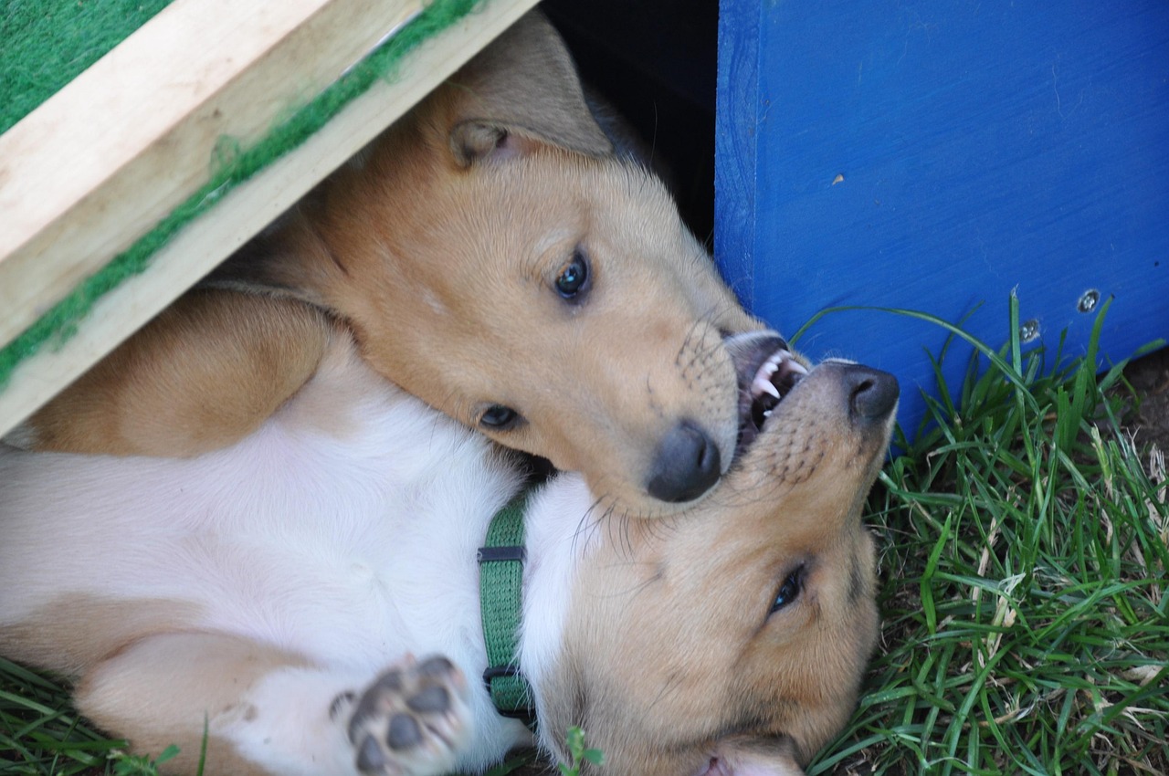Dog Welbe - Free photo on Pixabay - Pixabay
