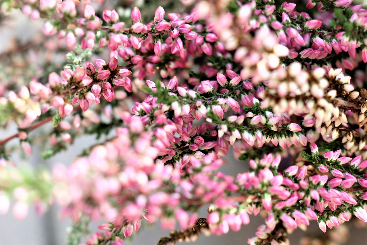 Ljung Blommor Knoppar - Gratis foto på Pixabay