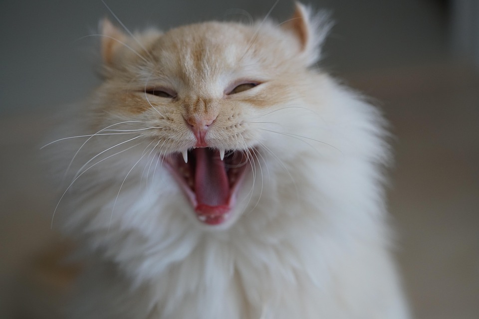 猫 宠物 猫科动物 - Pixabay上的免费照片 - Pixabay