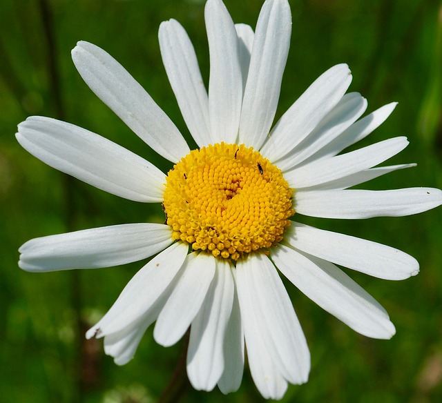 Free Daisy Flower photo and picture