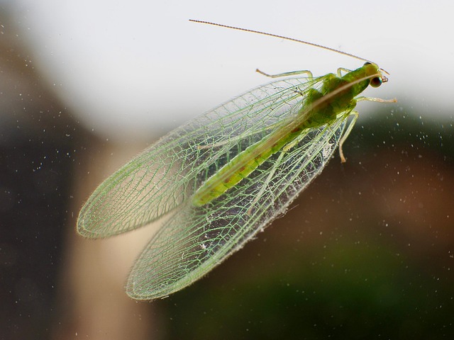 Free Insect Macro photo and picture