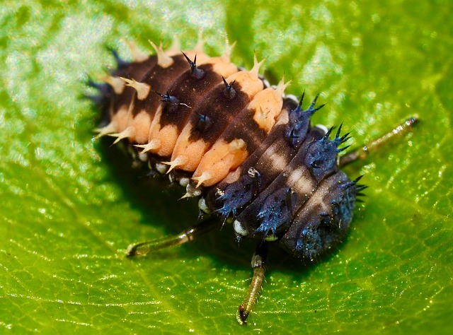 Free Insect Nature photo and picture