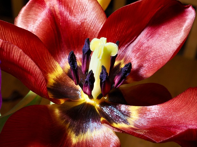 Free Lily Orange photo and picture
