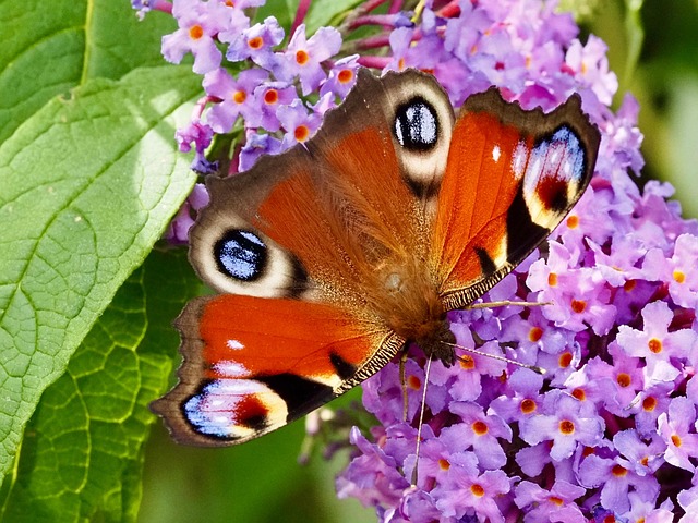 Free Butterfly Flowers photo and picture