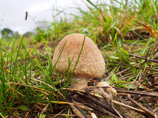 Free Fungi Nature photo and picture