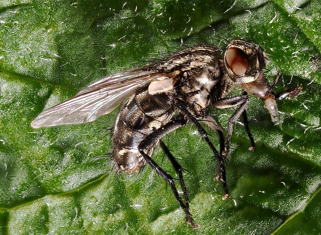 Free Insect Fly photo and picture