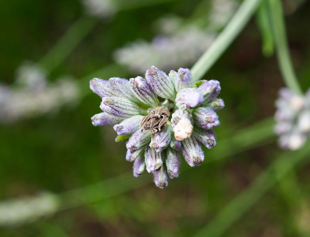 Lavender Flower Buds Nature Free photo on Pixabay Pixabay