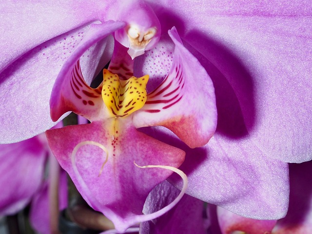 Free Orchid Flower photo and picture
