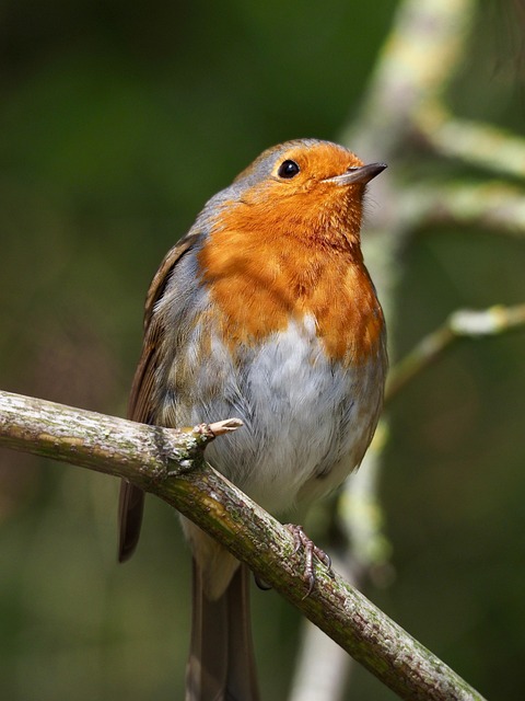 Free Robin Bird photo and picture