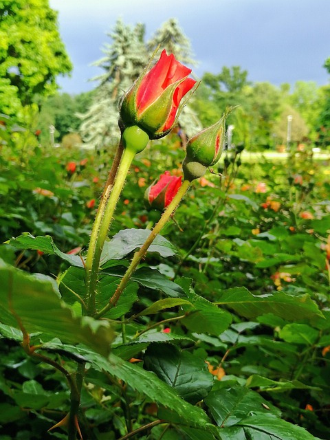 Rose, Budapest, Natur, Margaretøya