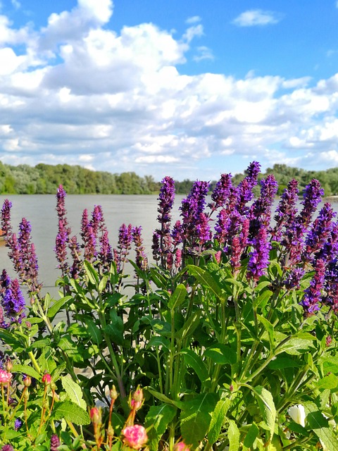 Danube, Lilla, Natur, Til Szentendre