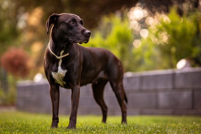 Hund, Kæledyr, Hunde, Dyr, Pels, Snude