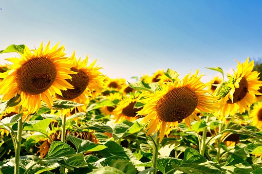 Free Sunflowers Flowers photo and picture