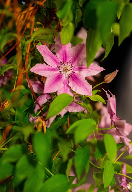 Klematis, Smukke Blomster, Blomst Tapet