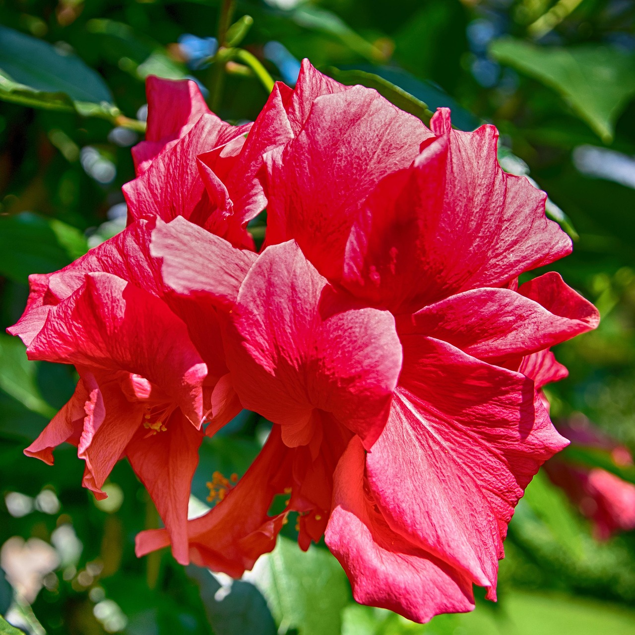 Hibiscus Rood Bloemen China - Gratis foto op Pixabay - Pixabay