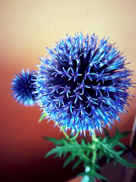 Free Echinop Globe Thistle photo and picture