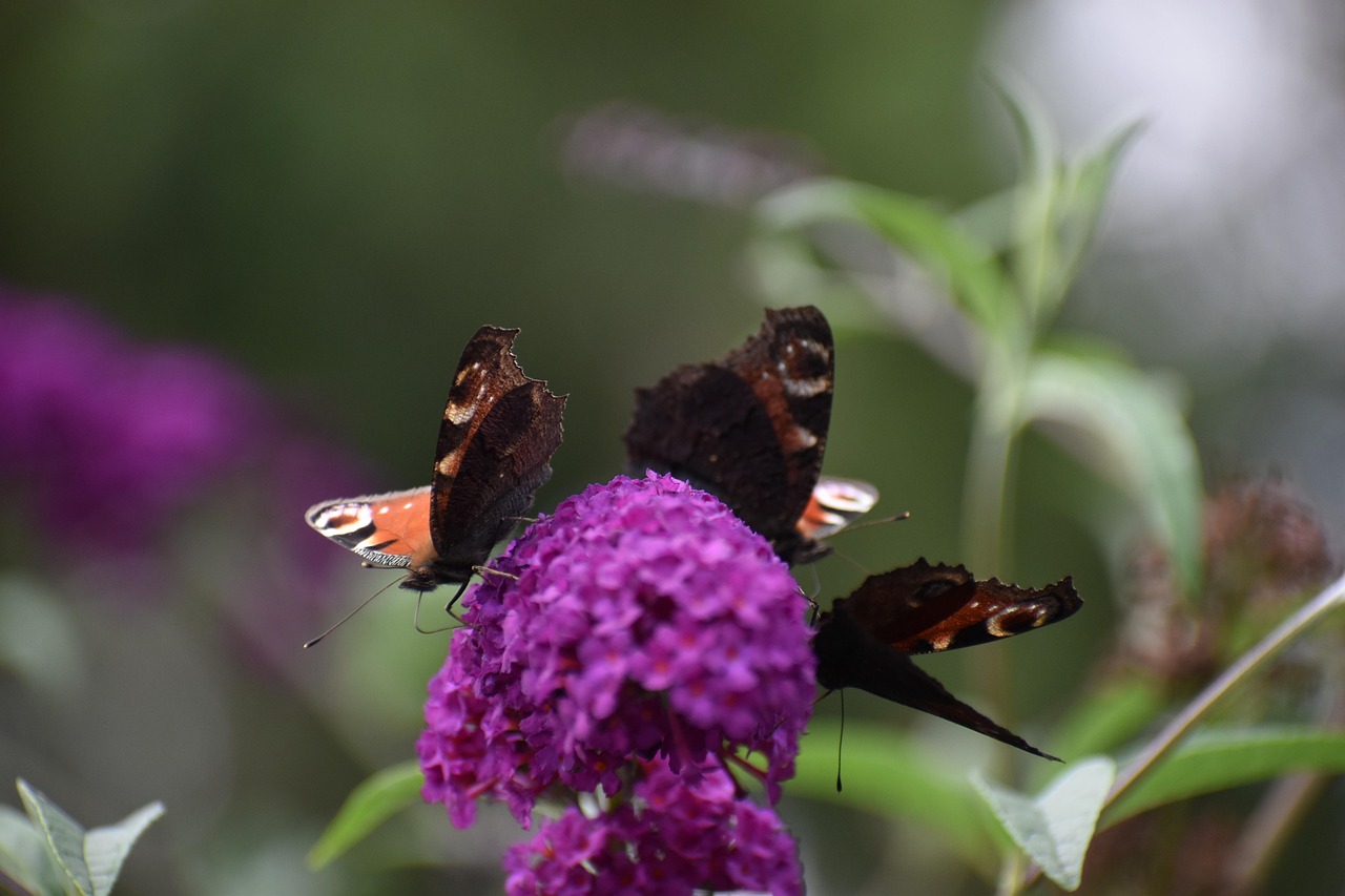 Butterflies Flower Pollinate Free photo on Pixabay Pixabay