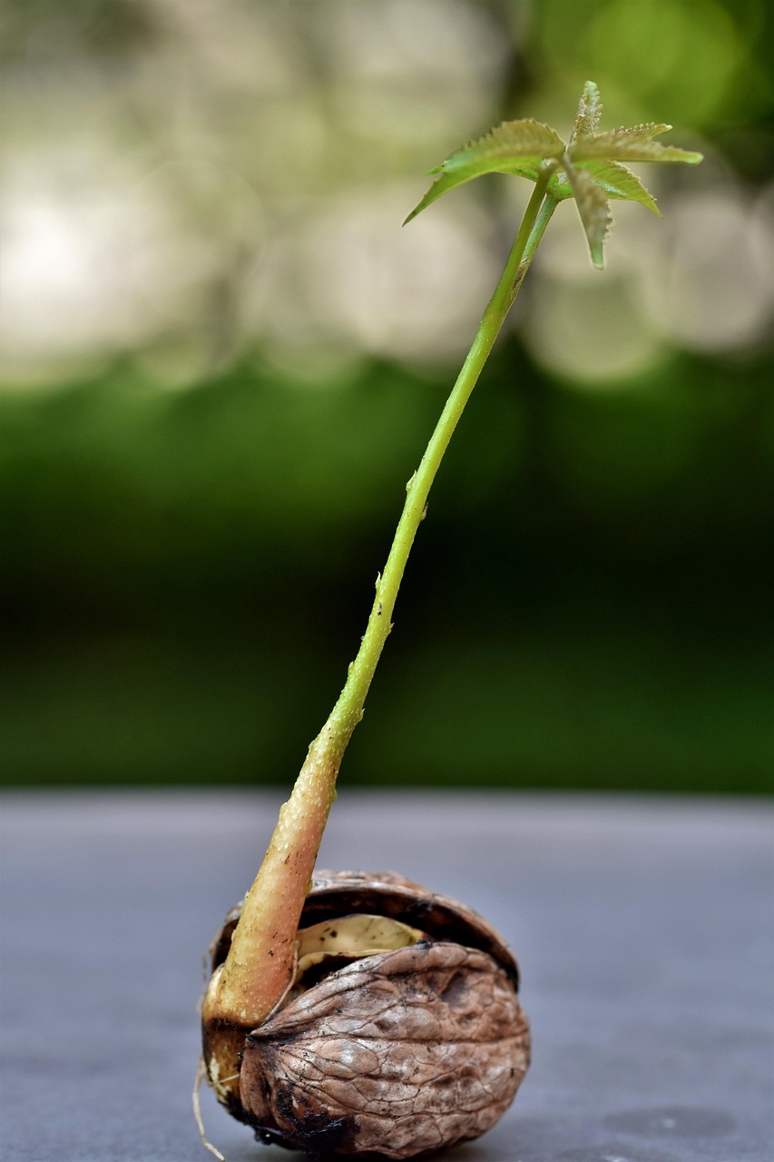 Download free HD stock image of Walnut Mother Free Walnut Mother photo and picture