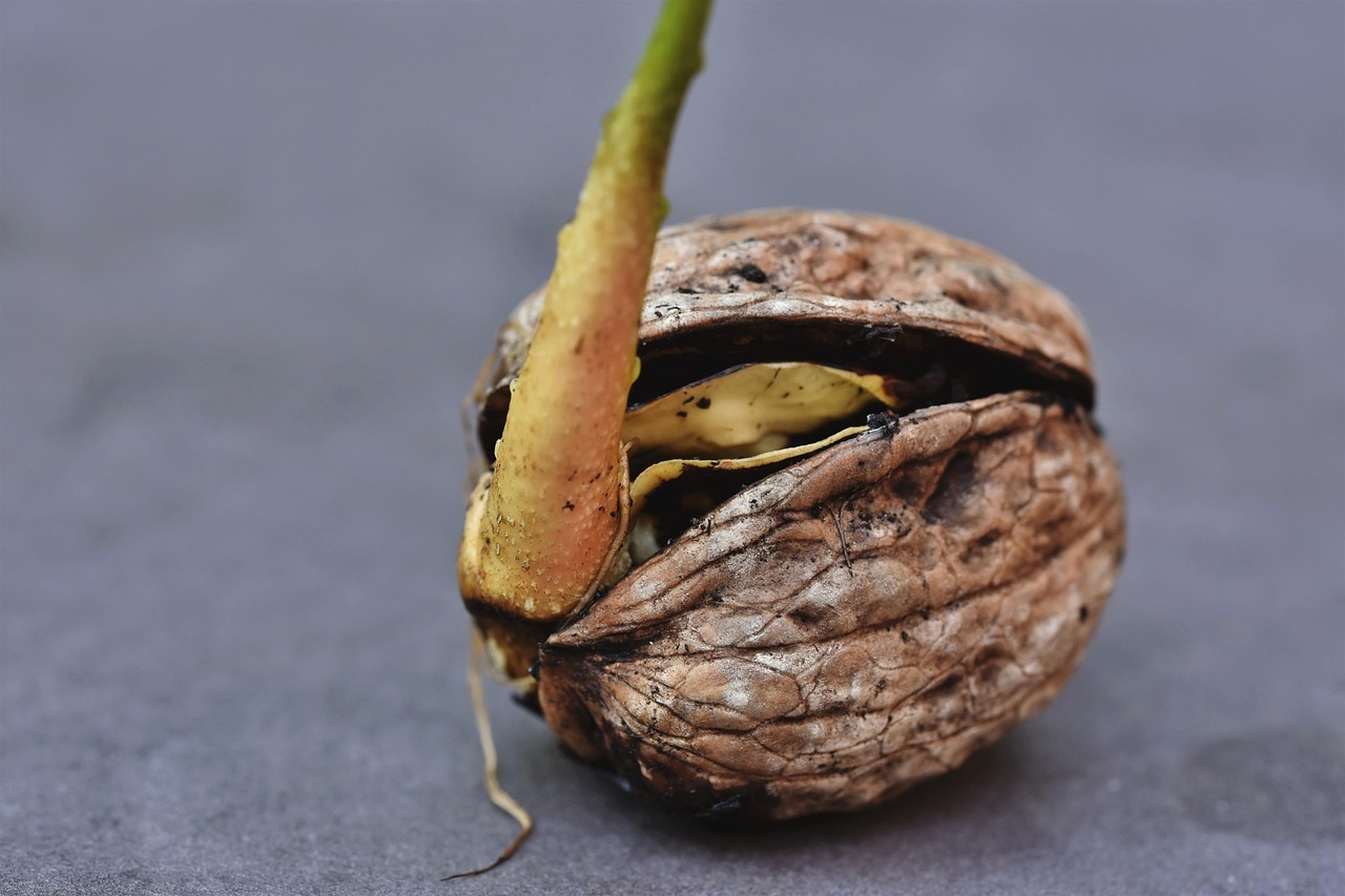Download free HD stock image of Walnut Mother Free Walnut Mother photo and picture