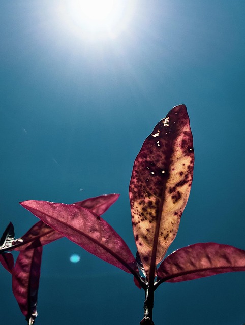 Free Plant Sheets photo and picture