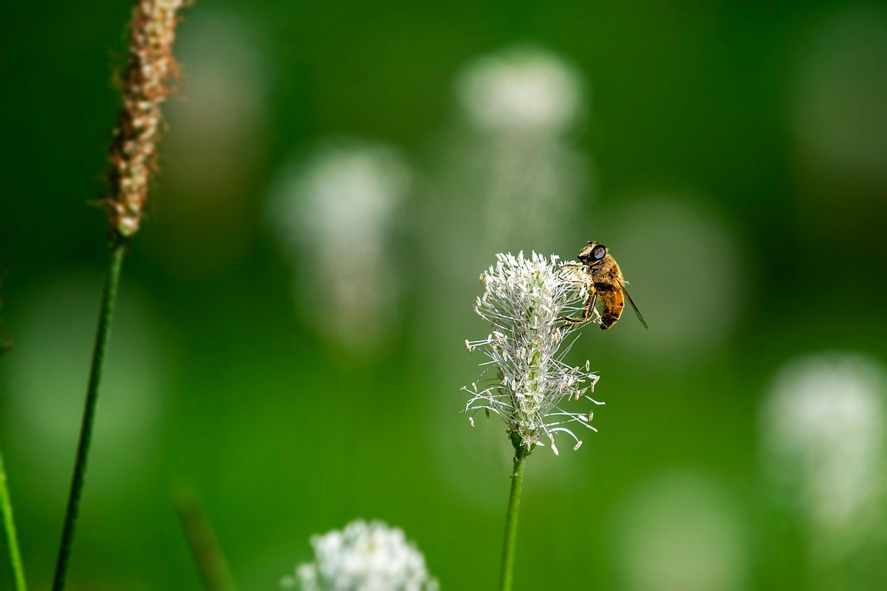 Download free HD stock image of Hover Fly Insect Free Hover Fly Insect photo and picture