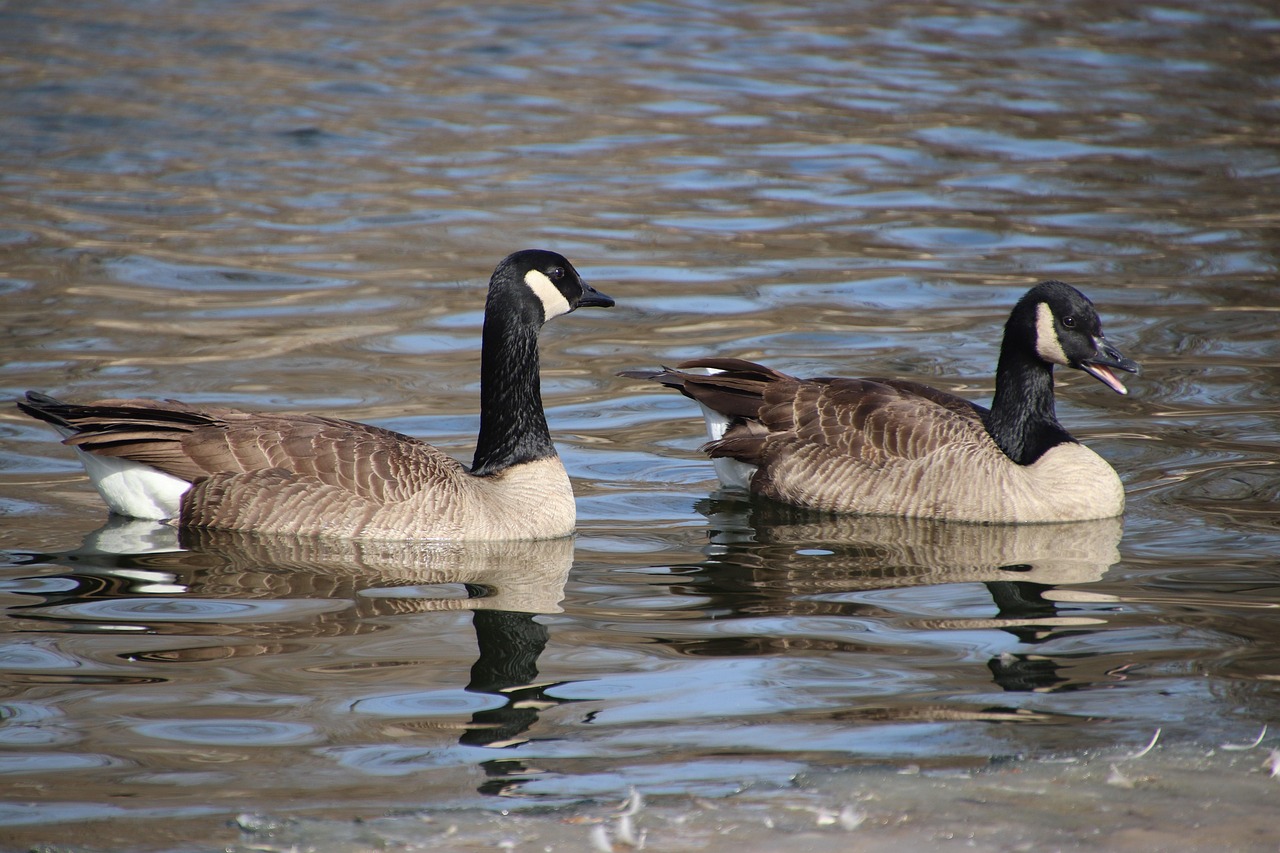Bernaches Du Canada Oies Des - Photo gratuite sur Pixabay - Pixabay