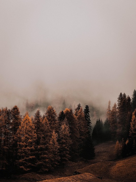 Free Forest Trees photo and picture