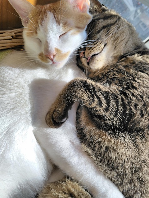 Free Cats Pets photo and picture