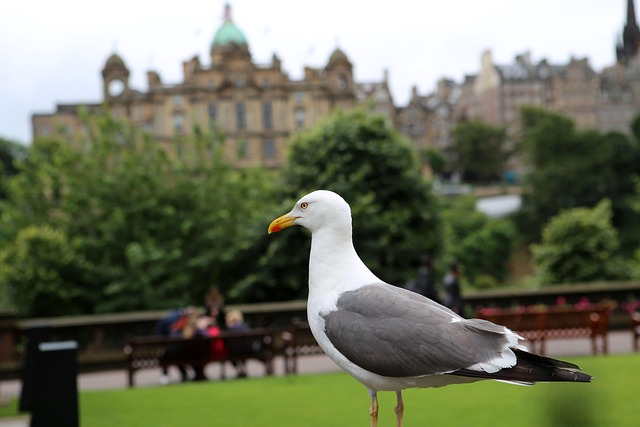 Free Seagull Bird photo and picture