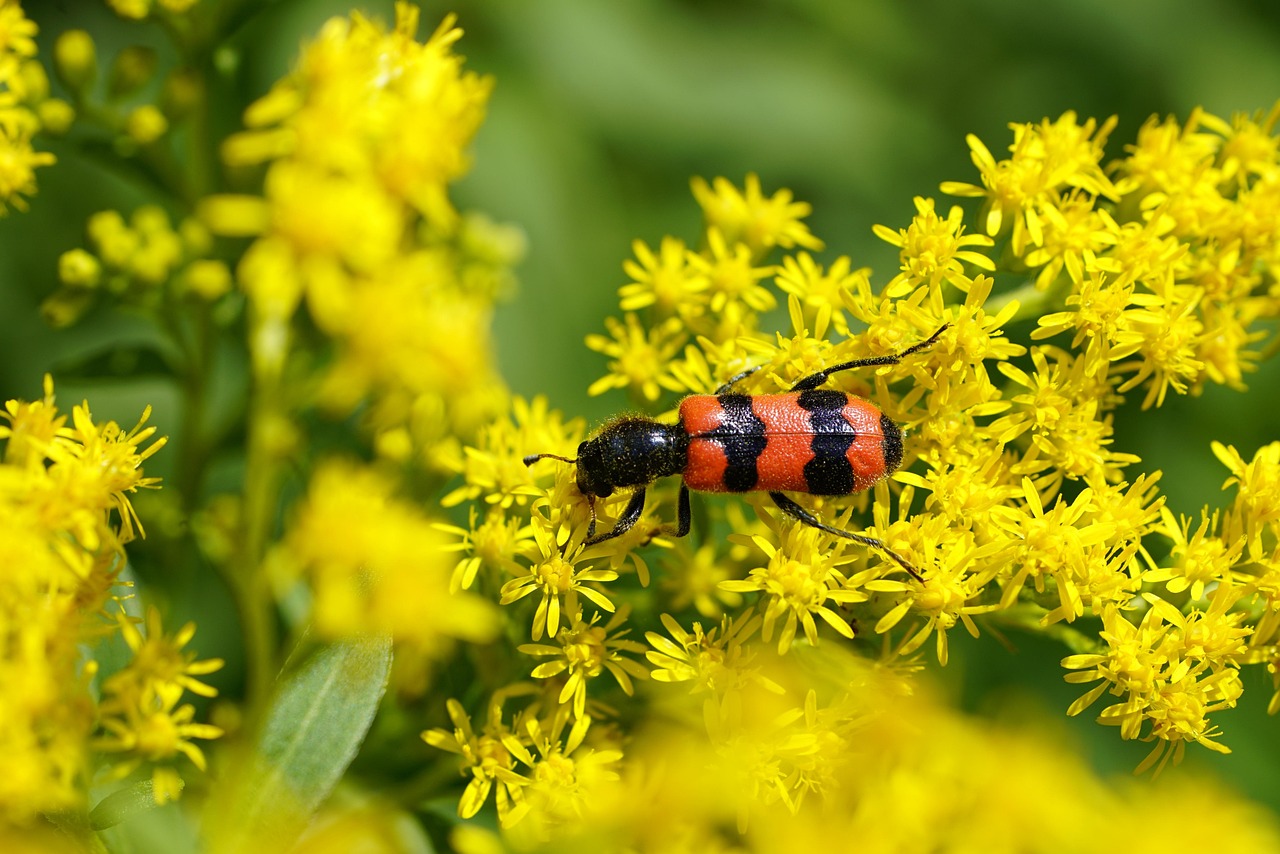 Flowers Beetle Pollination Free photo on Pixabay Pixabay