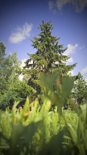 Naturaleza, Árboles, Al Aire Libre