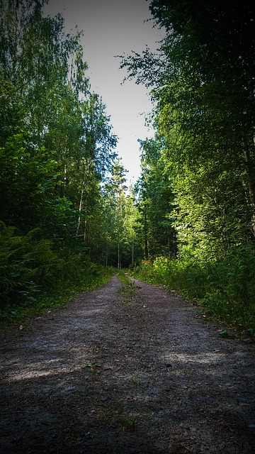 Sendero, Naturaleza, Al Aire Libre