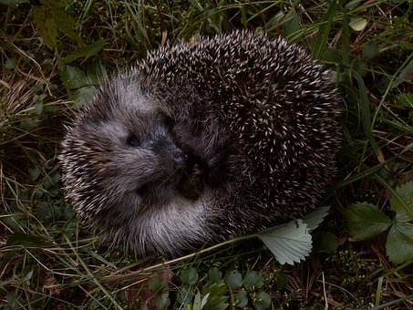 Free European Hedgehog Hedgehog photo and picture