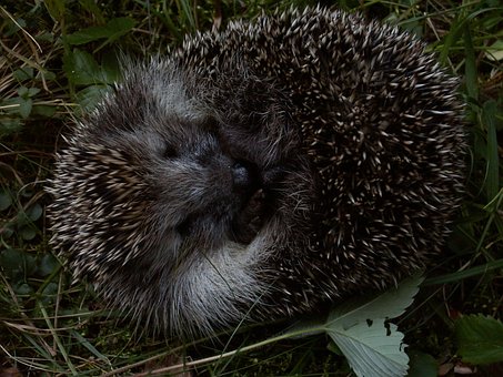 Free Hedgehog Animal photo and picture