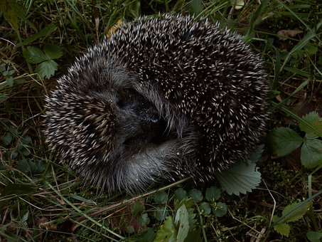 Free Hedgehog Animal photo and picture