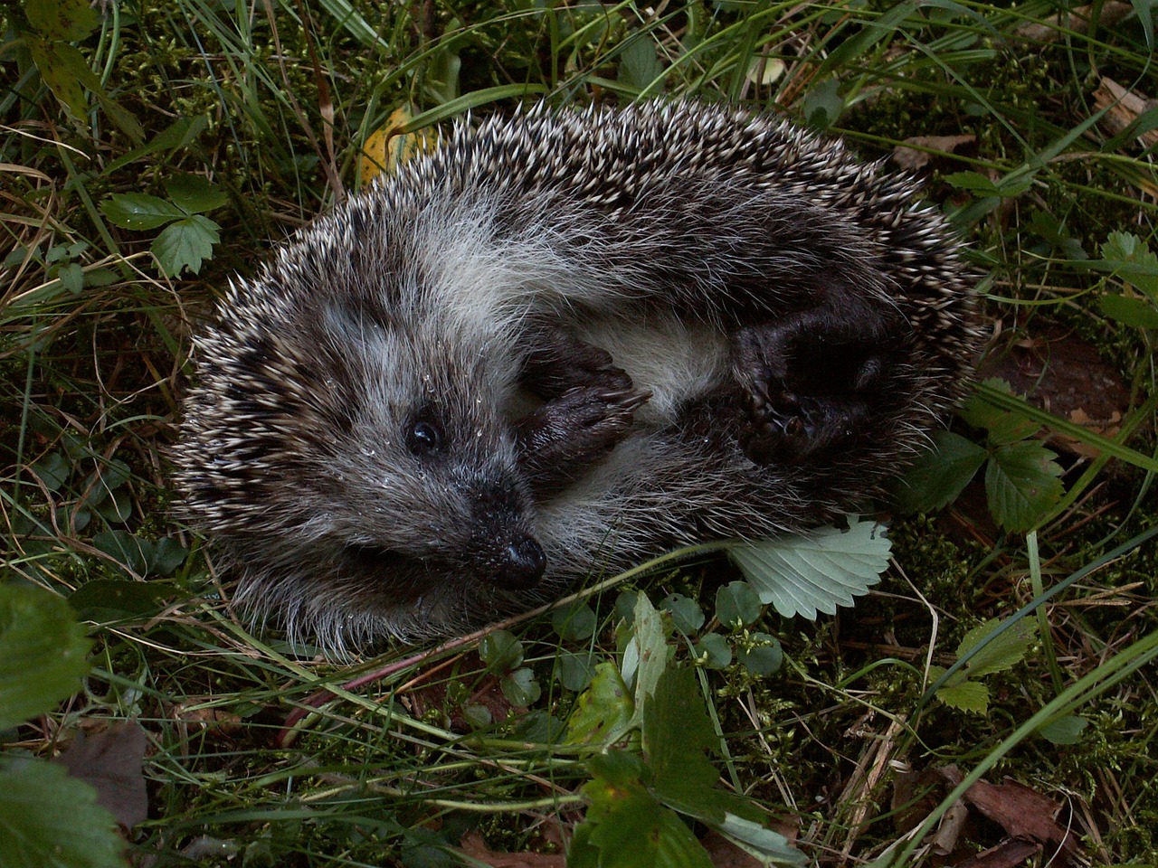 Hérisson Hedgehog Mammifère - Photo gratuite sur Pixabay - Pixabay