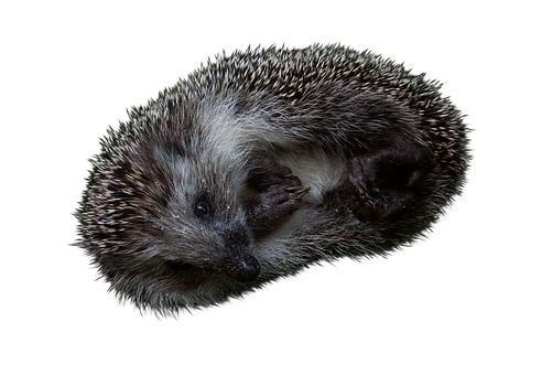 Free Hedgehog Animal illustration and picture